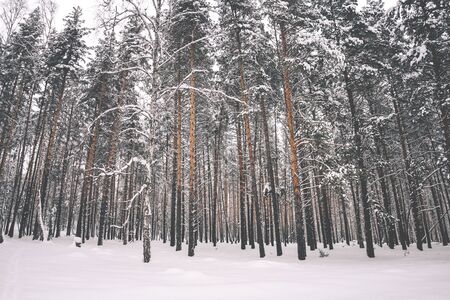 Beautiful winter background of tall trees in the forestの写真素材