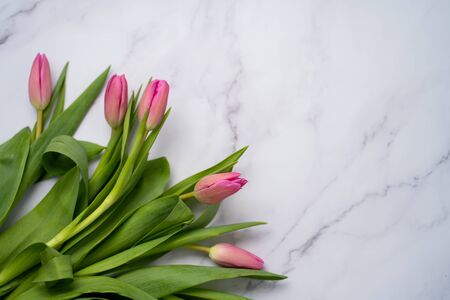 Closeup of beautiful pink Tulip flowers on a marble background. Spring-summerの写真素材