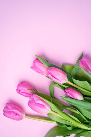 Beautiful spring flowers tulips on a pink paper background, closeupの写真素材