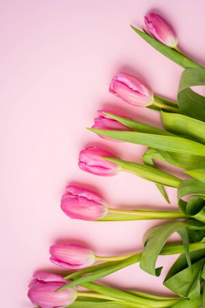 Beautiful fresh pink tulips on a colored paper background, closeupの写真素材
