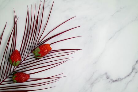 Frame of tropical palm leafの写真素材