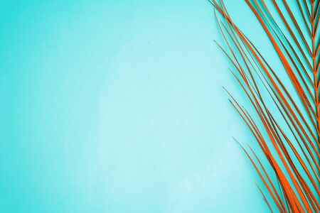 Tropical palm leafon color background