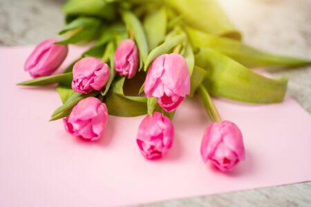 Beautiful spring flowers tulips on a pink paper background, closeupの写真素材
