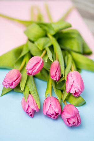 Closeup of beautiful bright pink tulips on a multicolored paper background. Spring, flowers conceptの写真素材