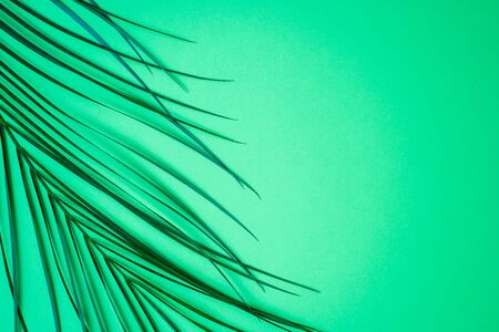 Tropical palm leaves on turquoise background with copy space for your text. Summer, minimalist concept. Top view, flat lay.の写真素材
