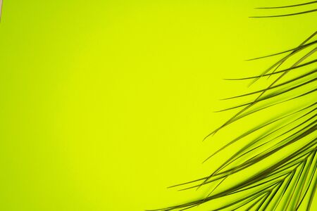 Summer concept. Top view, flat lay. Tropical leaf on green background. Soft focus.の写真素材