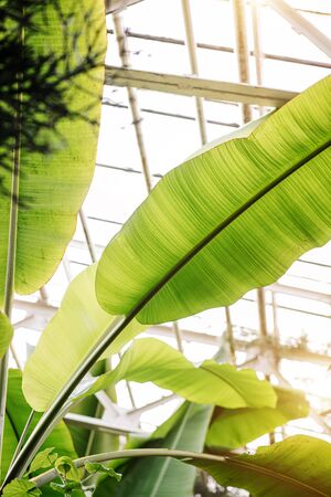 Beautiful green tropical exotic forest. Banana beautiful large leaves under the roof in summer in natureの写真素材