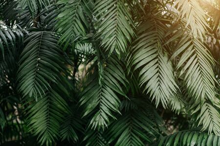 Beautiful green tropical exotic forest. Beautiful background of leaves of robelini plantsの写真素材