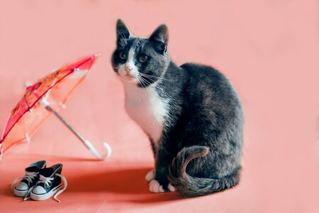 Black and white cat on pink backgroundの写真素材