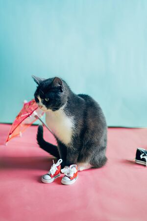 Black and white cat on color backgroundの写真素材