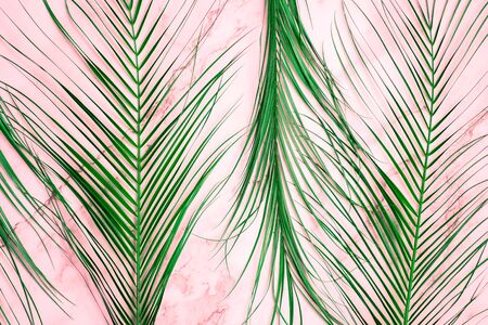 Tropical palm leaves on color backgroundの写真素材