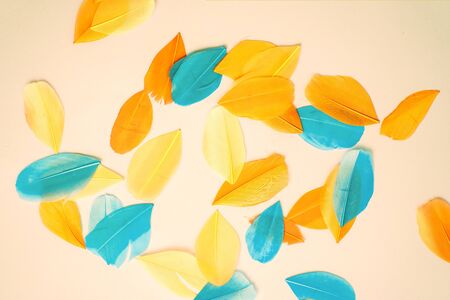 Colored feathers on colorful backgroundの写真素材
