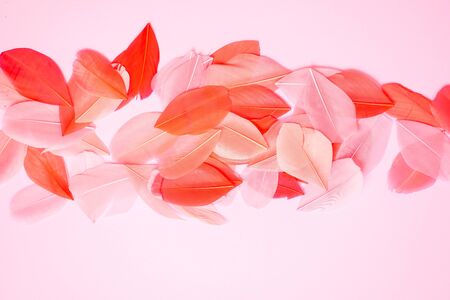 Colored feathers on colorful backgroundの写真素材