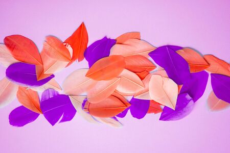 Colored feathers on colorful backgroundの写真素材