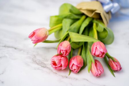 Spring flower pink tulipsの写真素材