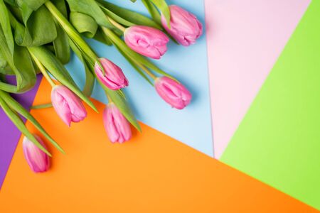 Spring flower pink tulipsの写真素材