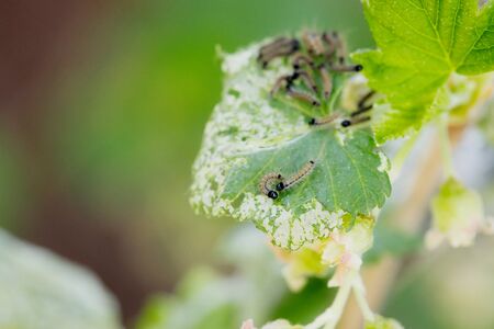 Currant pests on the leaves of plants in the garden, selective focus, macro photoの写真素材
