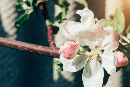 Closeup of pink and white flowers and Apple buds in the garden in spring. Macro photo. Nature, spring concepts. Copy space for textの写真素材