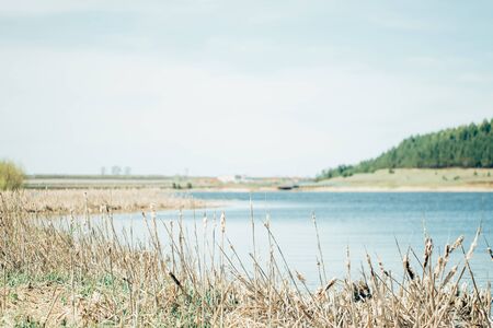 Beautiful summer autumn background of ears near the blue lake and nature. Copy space for text, pastel colorsの写真素材