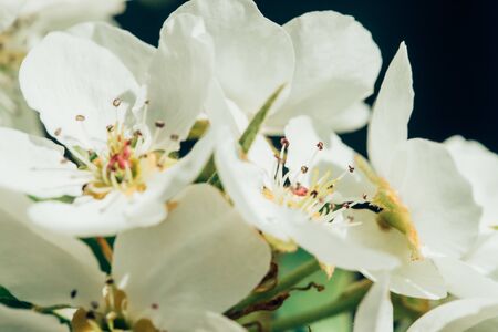 Macro photo of beautiful white cherry flowers in the spring in the garden, closeup, selective focusの写真素材