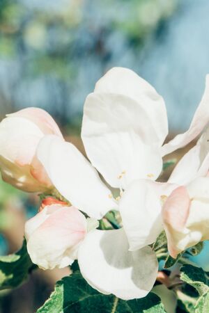 Blossoming apple garden in spring. Closeup. Macro photo. Copy space for textの写真素材