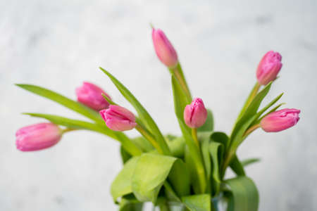 Closeup of a bouquet of pink tulips in a vase on a white background. Spring, happiness, tenderness.の写真素材