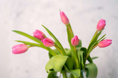 Closeup of a bouquet of pink tulips in a vase on a white background on the marble table. Spring, happiness, tenderness.の写真素材