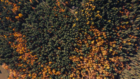 Beautiful green pine forest with yellow birches, top view. Nature background and texture. Photos...