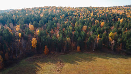 Beautiful autumn nature. Trees in the forest. Photos from the drone