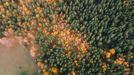 Beautiful autumn forest, top view. Green pines and yellow birches are trees in nature. Photos from the droneの写真素材