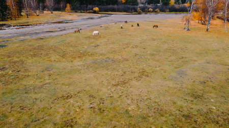 Beautiful multicolored horses in the wild in summer and autumn. Photos from the droneの写真素材