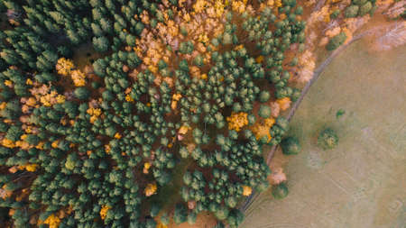 Beautiful autumn forest, top view. Green pines and yellow birches are trees in nature. Photos from the droneの写真素材