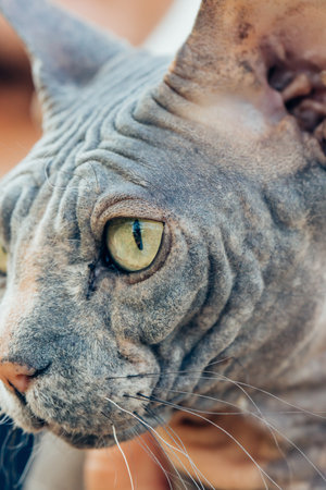 Closeup of the face of a beautiful cat Sphinx looking away, macro photoの写真素材