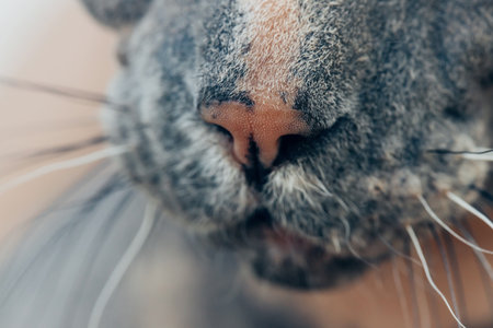 Macro photo of a sphinx cat's noseの写真素材