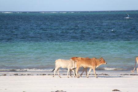 cows on the beachの写真素材