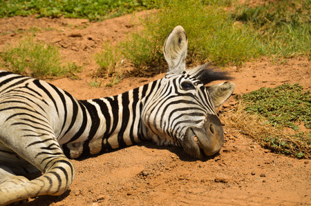 Zebraの写真素材