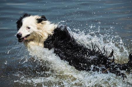 Border collieの写真素材