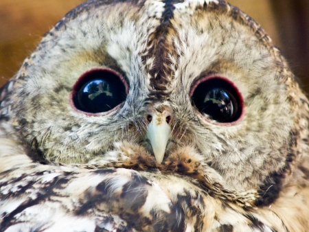 curious owlの写真素材