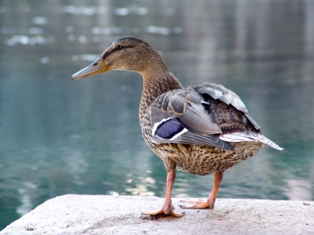 duckの写真素材