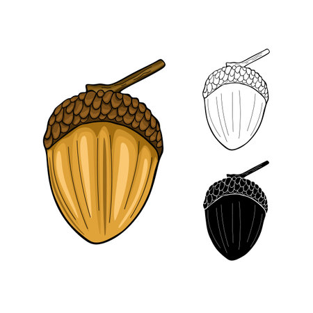 Acorn, oak nut, seed. Cartoon flat style. Vector illustrationのイラスト素材