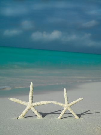 two starfishs on the beach