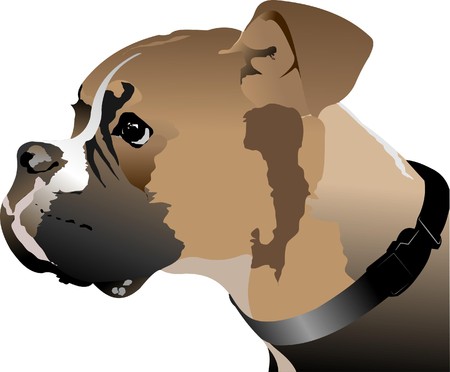Boxer dog head.   illustrationのイラスト素材