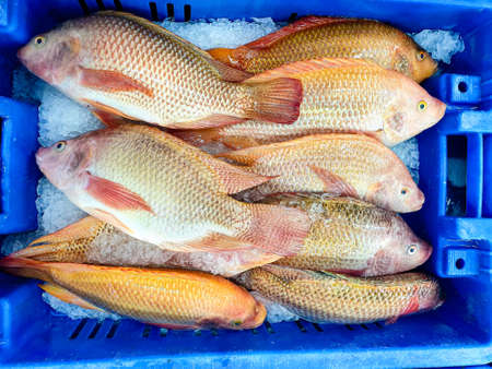 A box with freshly caught fish in iceの写真素材