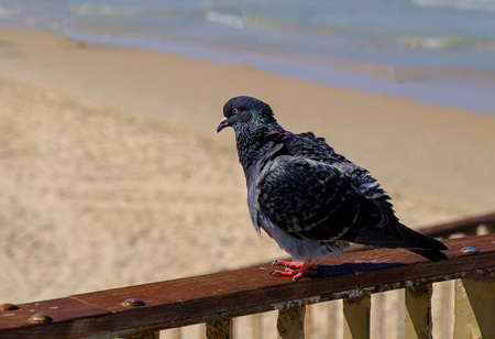 Dove on the beach by the seaの写真素材
