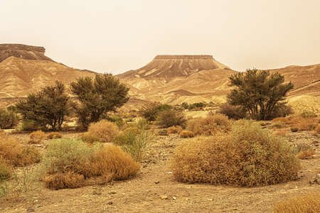 Views of the hills and plants in Ramon crater in the Negev Desert, Israel.の写真素材