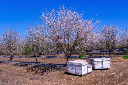 Bee hives on plantation of the flowering almond trees at spring.の写真素材