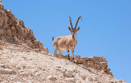 Nubian ibex or Capra Nubiana, a desert wild goat on a rock.
