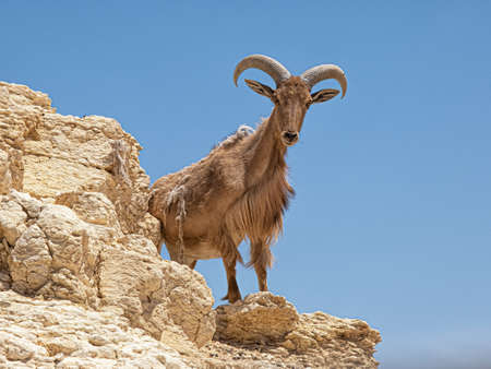 Barbary sheep or Ammotragus lervia standing on the rock.の写真素材