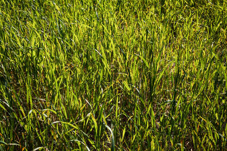 Background texture of the green grass field.