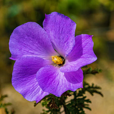 Blue flower of a hibiscus with yellow stamens.の写真素材